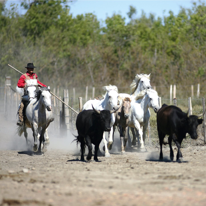 vacances camargue le grau du roi